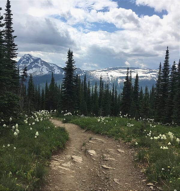 Scenic trail through a meadow of wildflowers, surrounded by evergreens, leading to snow-capped mountains.